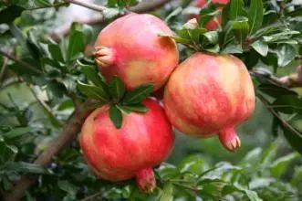 猪得了这4种病竟然可以靠石榴皮治疗，绝了！