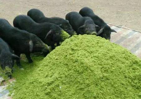 老猪倌教下来的相猪法，有病没病一看一个准！