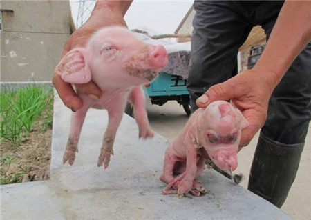 母猪屡屡生出怪胎，老农看了直摇头，兽医给出答案