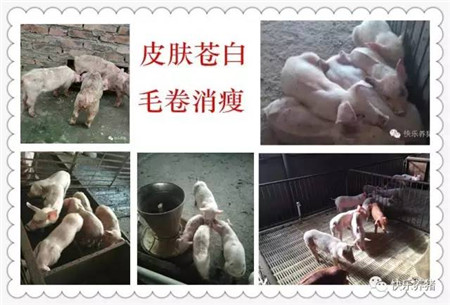 保育猪不好养,死淘率高!怎么办?