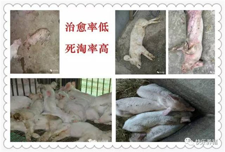 保育猪不好养,死淘率高!怎么办?