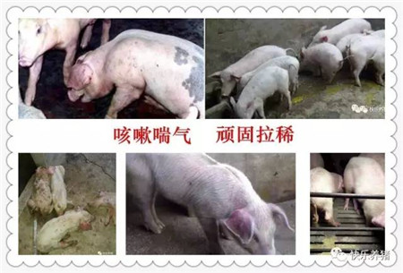 保育猪不好养,死淘率高!怎么办?