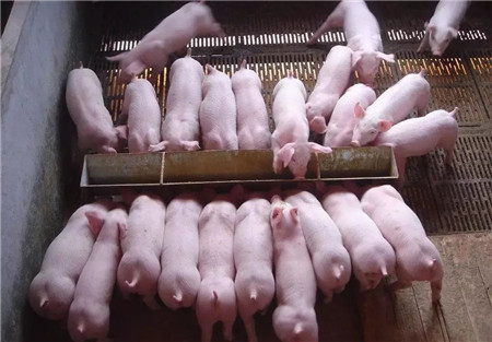 日增重达到1.4斤以上，这家猪场是怎么做到的？