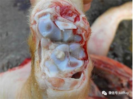 小猪腿肿用什么药？头孢配合它效果翻倍！