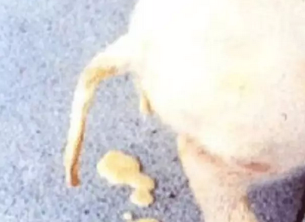 养猪达人详细介绍猪为啥会出现拉稀！经典