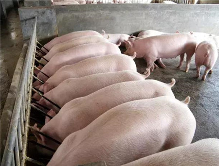 猪云社（zhueyunshe_888）是猪易购旗下本地化的实体服务平台、养殖合作社，是本地养猪人的生活圈子。免费提供猪价查询、出售求购、出租求租、求职招聘、养猪技术、产品推广、产品代购等各类信息的查询和发布。每周三晚为大家在线直播猪病讲堂，邀请上千名经验丰富的兽医和技术专家，免费分享饲养管理、疾病防治等多方面的养猪知识。  关注猪云社公众号，回复“入群”，即可受邀进入免费猪病专家问答群！