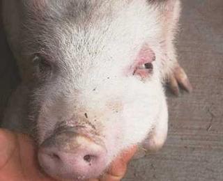 养猪户在养猪的过程中，会遇到猪水肿，有的是关节水肿、有的眼部、面部水肿，本期，小编就为广大养殖户们详细讲解一下，猪水肿病的预防和治疗，希望可以帮助到大家！