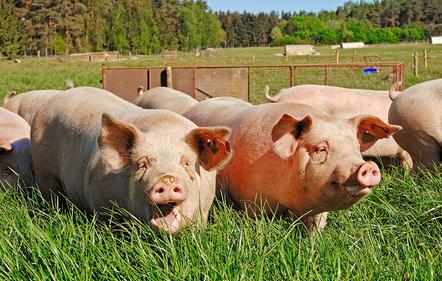 上海新辟崇明基地确保香港市场活中猪供应