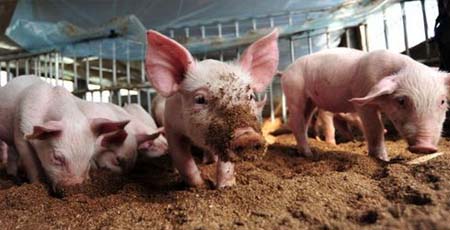 近期,生猪价格几乎已经达到了7.5元的位置,南方高价区也有突破8元的。截止到目前,这样的价格已经是八个月以来的高位了。而且2017年已经接近尾声,但是四季度需求旺季才刚刚开始,所以猪价的涨势并未结束。