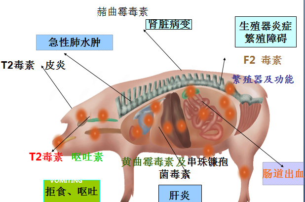 猪呼吸道疾病的防治策略