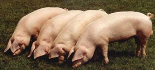 今日全国生猪均价为15.04元/公斤，较昨日猪价上涨0.01元/公斤，较上周猪价上涨0.02元/公斤，涨幅维持在0.01-0.14元/公斤，跌幅维持在0.01-0.18元/公斤。