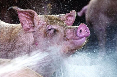 猪中毒了怎么办？快看不同中毒阶段、不同解毒方法!