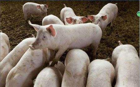 猪病临症的分类——神经症状讲解