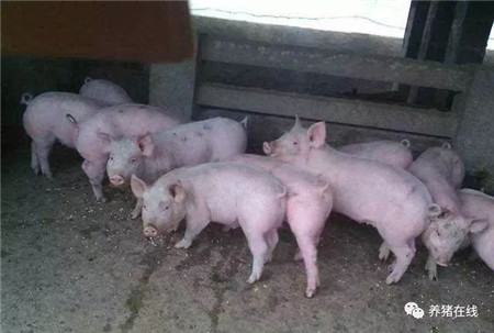 教你轻松识别6种引起猪瘸腿站不起来的病症及治疗方法