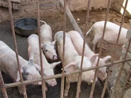 家庭养猪的致命弱点,看完再反思吧!