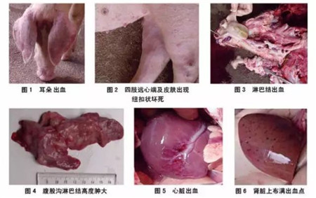 “护士下乡 五菜一汤”之蓝耳调控方案