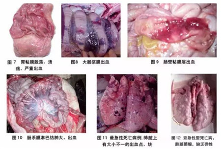 “护士下乡 五菜一汤”之蓝耳调控方案