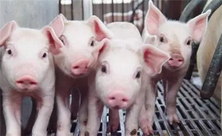 “护士下乡 五菜一汤”之保育猪生理调控方案