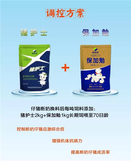 “护士下乡 五菜一汤”之保育猪生理调控方案