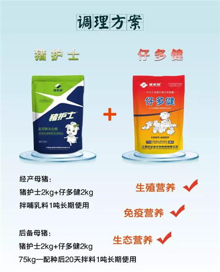 “护士下乡 五菜一汤”之母猪大围产期调理方案