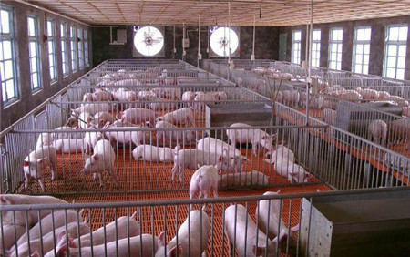 中国倡导“无猪村” 英媒：治理农业污染 调整“猪周期”