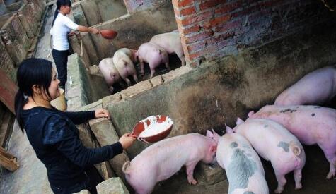 养猪几大误区:养猪人注意了,这样可以减少你的损失