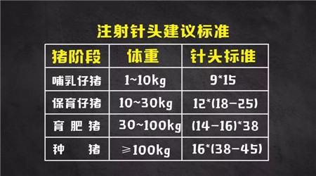 给猪打针,这4点不注意就是白搭