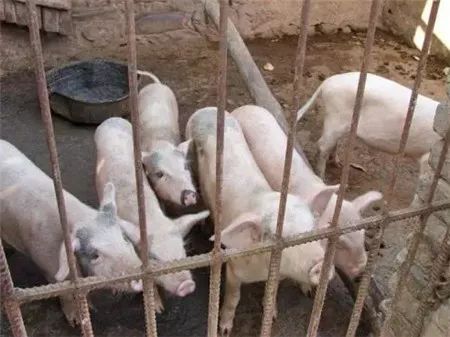 家庭养猪的致命弱点,养猪人看完再反思吧!