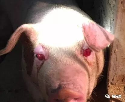 猪得了红眼病真可怕，老兽医教你轻松解决！