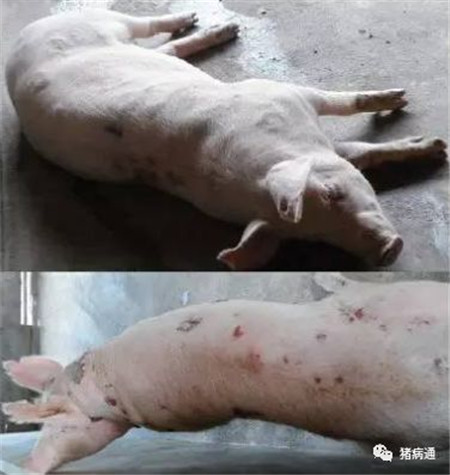 冬季易引发母猪猝死的五大疾病，必须引起养猪人注意