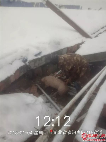 多地猪场遭受暴雪灾害,会对猪价走势产生影响吗?