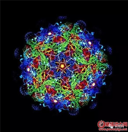 重磅!农业部宣布2018年7月1日起停止亚洲 I 型口蹄疫免疫