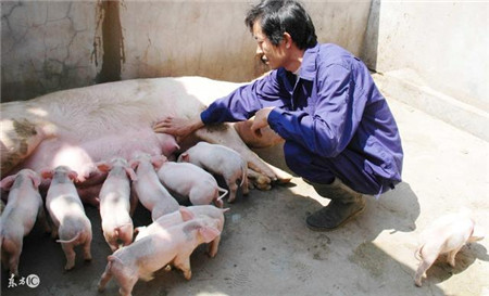 资深养殖户教你冬季养猪九大诀窍,不知道就是损失