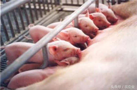 养猪技术：控制猪群腹泻的第二个绝招分享！