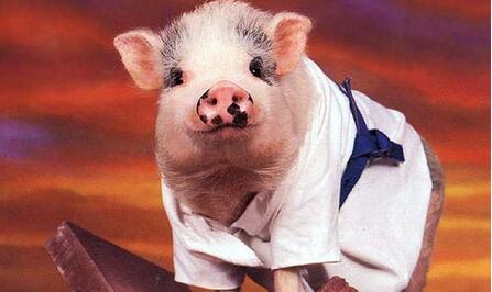 经历了过去一年猪价震荡下跌后小幅回升,2018年的猪肉市场仍将继续牵动肉类企业的神经。