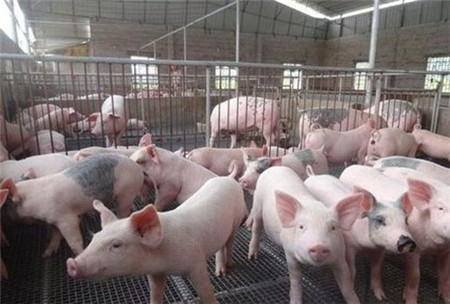 2018年起,农村这些养殖户违规直接“禁养” “查封”?