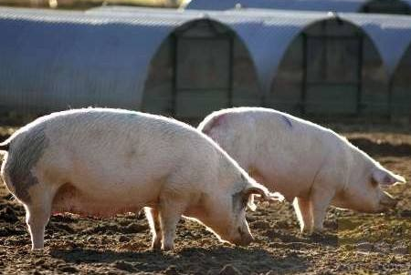 之前看过一篇文章,文中养殖户的理念很朴实,但是让人深有感触,今天给大家分享下相关内容。