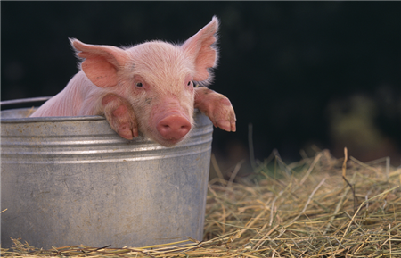 猪价下跌可能只是回调,春节期间猪价看涨不变