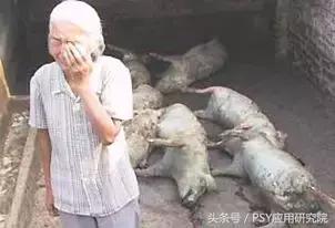 泔水养猪“低本巨毒”，为了您和家人的健康，请注意
