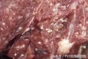 泔水养猪“低本巨毒”，为了您和家人的健康，请注意