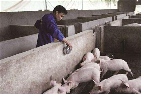 农村不让养猪了?错!2018年养猪的农民恐怕会增多