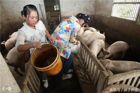 猪场臭味带来损失大,养猪人5个办法解决,你选哪一个