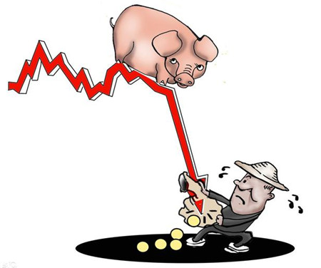 农村养猪把握住这两点,挣钱就是很简单的事了