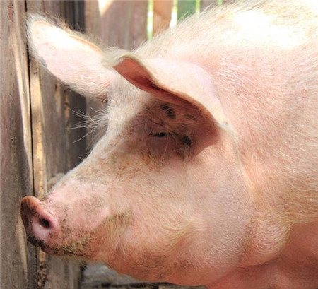 这次的猪价下跌,把养猪人摔疼了!你疼了吗?