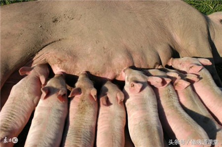 母猪卵巢囊肿怎么防治？