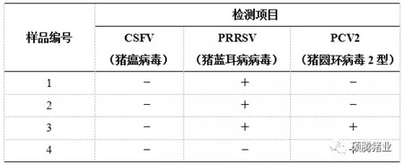 一个因引种而爆发蓝耳病的猪场，看他是如何控制的？