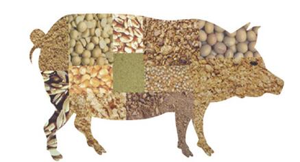 猪价下跌+原材料上涨 养猪户好日子又到头了?