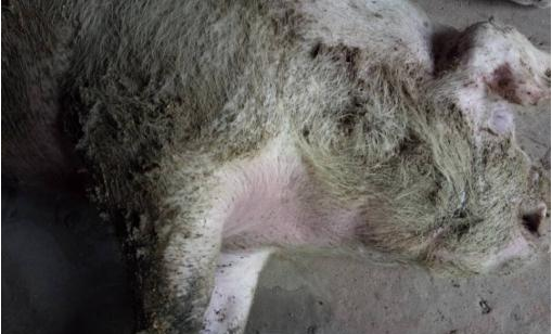 近日,文昌市铺前镇东坡村委会岭斗村潘先生养的100头生猪准备出栏,却有10头猪集体死亡,文昌市畜牧局介入调查,发现这批猪有集体中毒现象