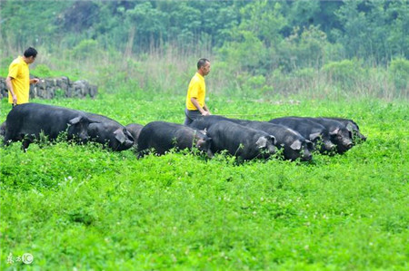 2018年养猪前景究竟咋样,看完这些再决定要不要继续养