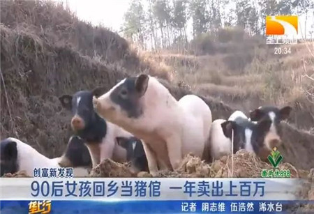 厉害了!湖北90后女孩回乡养这种猪,一年卖出上百万
